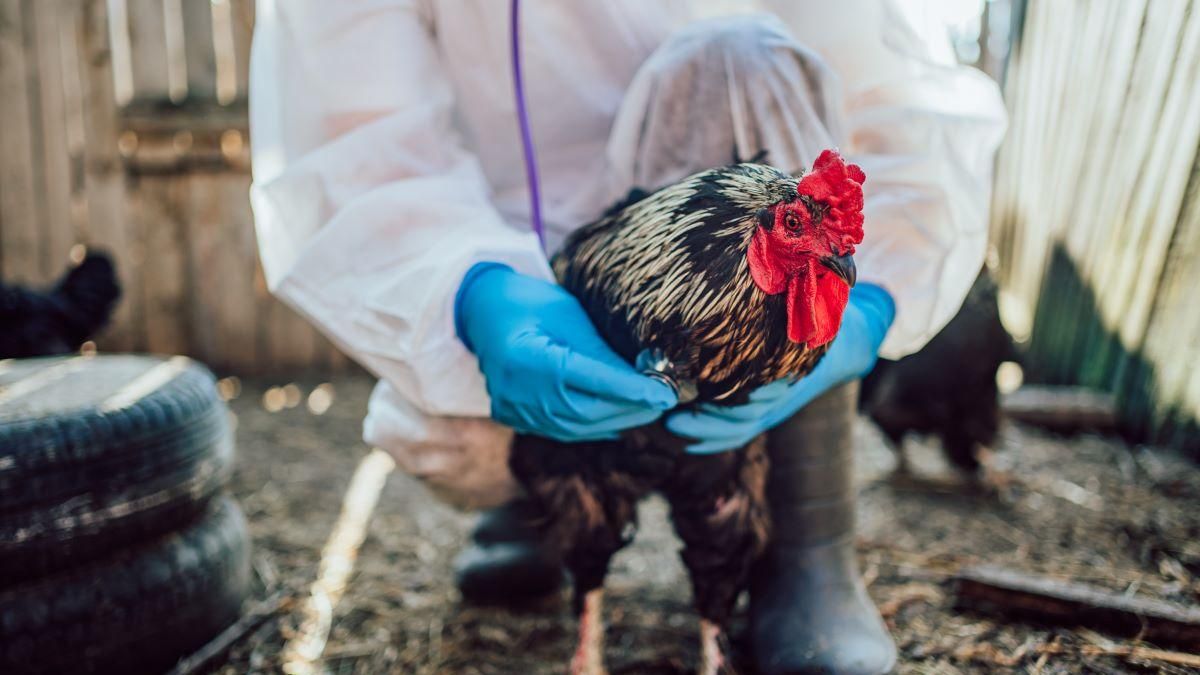Bird Flu Symptoms, Spread, and Prevention 2025 Updates Duly Health